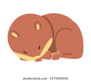 Cute Funny Hamster Sleeping Curled Up, Adorable Animal Character Cartoon Vector Illustration