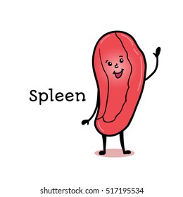 Cute and funny human spleen character, cartoon vector illustration isolated on white background. Healthy smiling spleen character with arms and legs