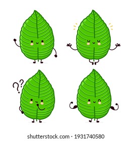 Cute divertida colección de juego de caracteres kratom leaf. Dibujo de línea plana vectorial kawaii icono de ilustración de personaje. Aislado sobre fondo blanco. Concepto de conjunto de caracteres de hoja de Kratom
