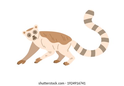 Cute and funny lemur with striped long tail raised up. Happy animal crawling on all four paws. Baby character. Colored flat vector illustration isolated on white background