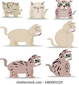 Cute and Funny Little Cat