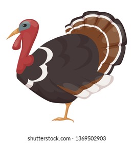 Cute, funny, pet, bird turkey. Large chicken bird from the genus of turkeys, family of pheasants, incubating and bringing eggs. Farm, agricultural animal with feathers. Cartoon vector.