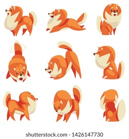 Cute Funny Pomeranian Spitz in Different Poses Set, Adorable Pet Dog Cartoon Character Vector Illustration