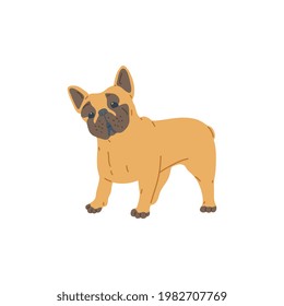 Cute funny pug dog cartoon character, flat vector illustration isolated on white background. Dwarf breed puppy dog with broad flat nose and wrinkled face.