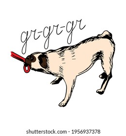 Cute funny pug pulls rope with his teeth and growls like bear. Gr-gr-gr. Cartoon character isolated on a white background. For printing kids stickers, cards. Can be used as mascot.