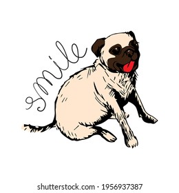 Cute funny pug sticks out his tongue, sets and smile. Cartoon character isolated on a white background. For printing kids stikers, cards. Can be used as mascot
