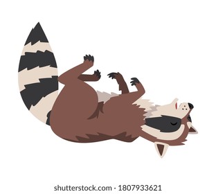 Cute Funny Raccoon Sleeping on Its Back, Lovely Wild Furry Forest Animal Cartoon Character Vector Illustration