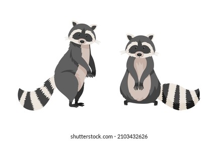 Cute funny raccoons. Wild furry forest animal in various poses cartoon vector illustration