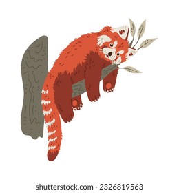 Cute funny red panda lying on branch flat style, vector illustration isolated on white background. Resting rare animal with long tail, decorative design element
