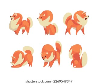 Cute funny red pomeranian spitz in different poses set. Friendly fluffy pet dog cartoon vector illustration