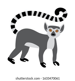 Cute funny ring-tailed lemur. Exotic Lemur catta. Vector illustration in flat and cartoon style isolated on white background