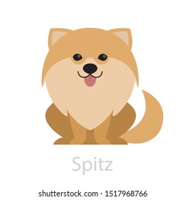 Cute funny spitz breed. Small domestic dog, beautiful puppy. Isolated vector illustration in cartoon style