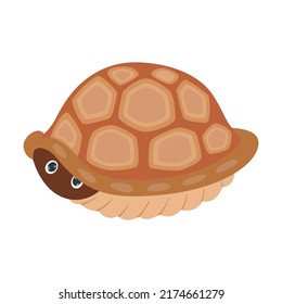 Cute funny tortoise cartoon character sleeping, hiding in shell, hatching. Vector illustrations for nature. Green baby turtle