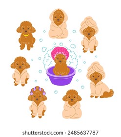 Cute funny toy poodle takes bath. Hand drawn doodle character in different poses. Pretty dog in bathrobe, wrapped in towel, wearing curlers on head, sits in plastic bowl. Pet care hygiene procedures