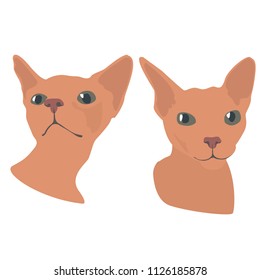 Cute, funny, two Cat Sphinx muzzle, face in different poses. Bald cat, cat without hair, light color, big ears. Modern vector flat design image isolated on white background
