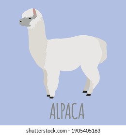 Cute furry alpaca on a isolated background. Cartoon animal. Vector illustration, for decoration postcard, logo, emblem, textile, web design