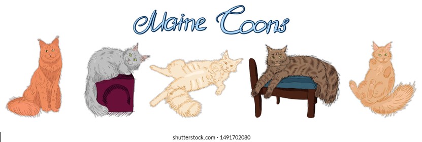 cute furry maine coon cats set, beautiful wooly  isolated pets, for cards, prints, banners or veterinary  guide, editable vector illustration