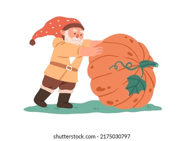 Cute garden gnome with pumpkin. Fairytale dwarf with Halloween vegetable on farm. Small bearded elf man in cap and big autumn harvest. Childish flat vector illustration isolated on white background