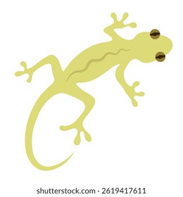 Cute gecko with big eyes