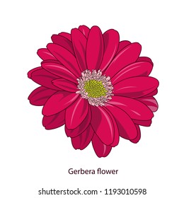 Cute gerbera flower in cartoon style.  Element for design and creativity.