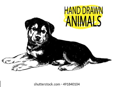 
Cute German Shepherd puppy is lying on his stomach. Drawing by hand with a pencil. Dog.