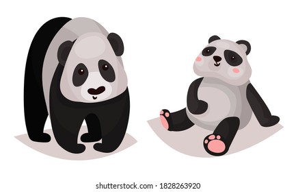 Cute Giant Panda Bär als Carnivore Forest Animal Vektor Illustration