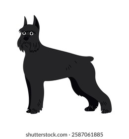 Cute Giant Schnauzer, dog standing. Domestic animal, breed. Isolated flat vector illustration