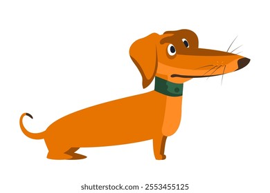 Cute ginger dog with green collar vector illustration isolated on transparent background. Ginger hunting puppy. Brown dachshund.