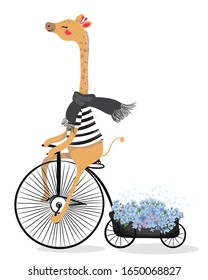 Cute giraffe with bicycle. Circus show illustration. T-shirt graphics. Animals on vintage bikes. Cartoon character for children. Prints, greeting cards, textile artworks.