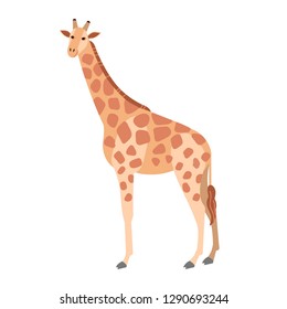 Cute giraffe isolated on white background. Gorgeous herbivorous exotic African animal. Stunning wild species of Africa, fauna of savannah. Colorful vector illustration in flat cartoon style.