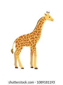 Cute giraffe on white background. Vector illustration.