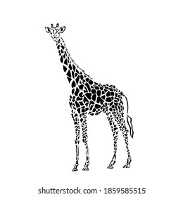 cute giraffe vector illustration - black and white stylized outline of an elegant animal