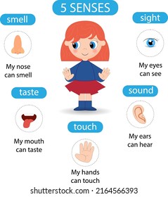 cute girl shows five senses diagram