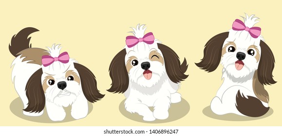 Cute Girly Shi Tzu In Different Poses