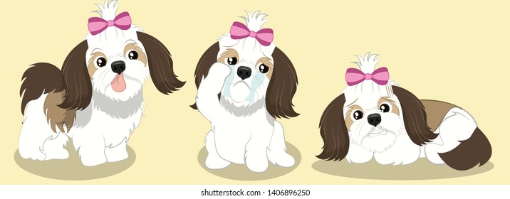 Cute Girly Shi Tzu In Different Poses