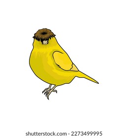 a cute gloster canary with a crest like a hat svg