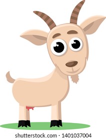 Cute goat is standing on a white background. Farm animal.