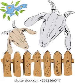 Cute goats live behind the fence, eat blue flowers and then give fresh and tasty milk. Vector image.