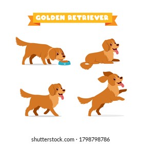 cute golden retriever dog animal pet with many pose bundle set