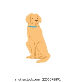 Cute golden retriever dog sitting - cartoon flat vector illustration isolated on white background. Cheerful dog in collar. Concepts of pets and companion animals.