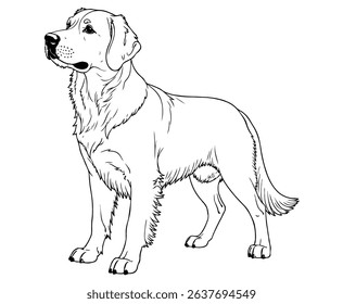 Cute golden retriever Illustration Coloring Book