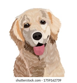 Cute Golden Retriever on White background