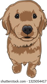 Cute golden  Retriever smiling and with puppy eyes - Vector illustration and isolated