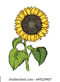 Cute golden sunflower oil head isolated on white backdrop. Vibrant color hand drawn picture in artistic retro cartoon style. Closeup front view with space for text on sky
