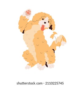 Cute Goldendoodle dog greeting, waving with paw. Happy golden doodle breed doggy, gesturing hi. Labradoodle, canine animal with curly hair. Flat vector illustration isolated on white background