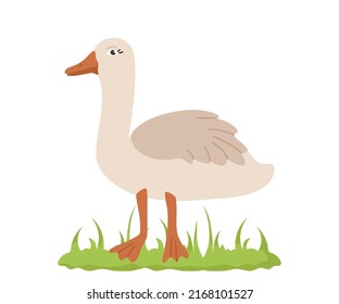 Cute goose in cartoon style. Vector character of a bird from a farm isolated on a white background.