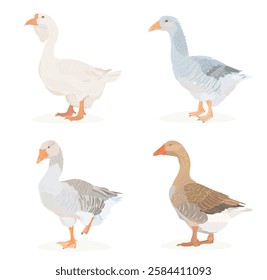 Cute Goose character illustration set. Cartoon vector farm birds isolated on white. 