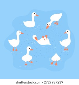 Lindo ganso o pato juego de caracteres. Aves acuáticas blancas nadando en un estanque. Ilustración vectorial sobre un fondo azul.