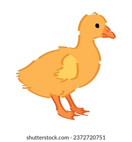 Cute gosling on white background