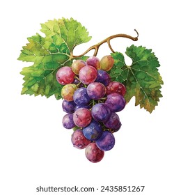 cute grape fruit vector illustration in watercolour style